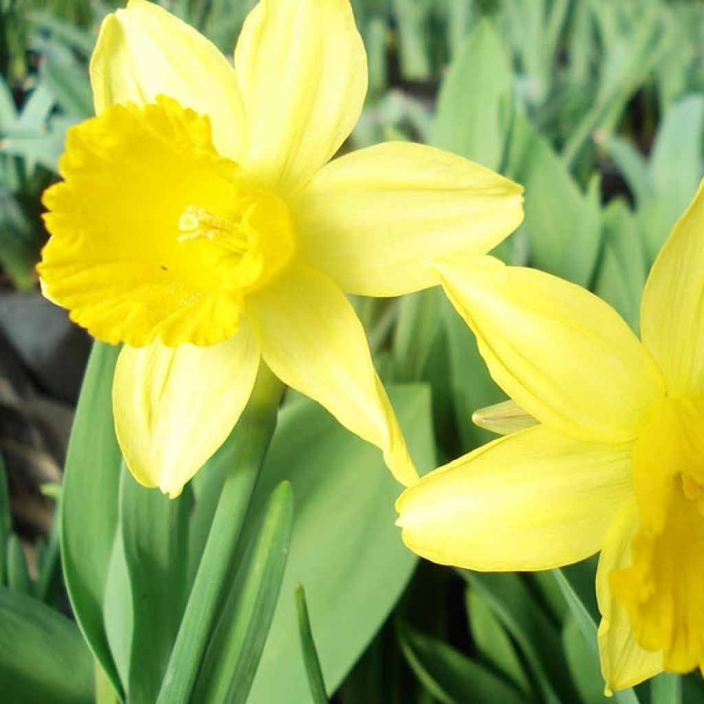 Syklaaminarsissi February Gold