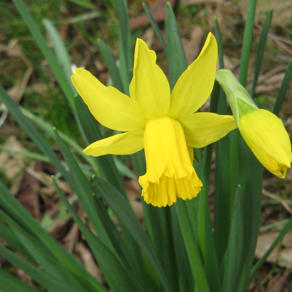 Syklaaminarsissi February Gold