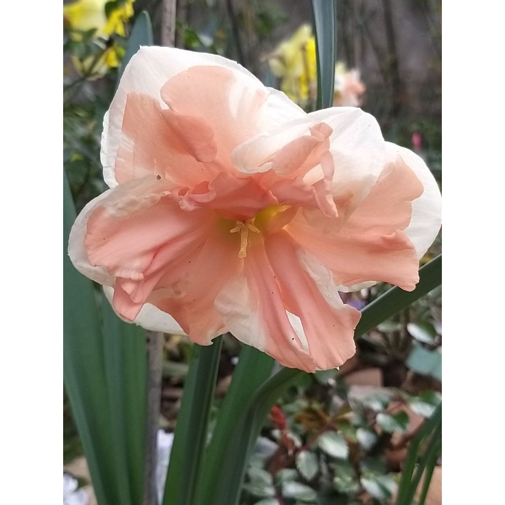 Perhosnarsissi Apricot Whirl