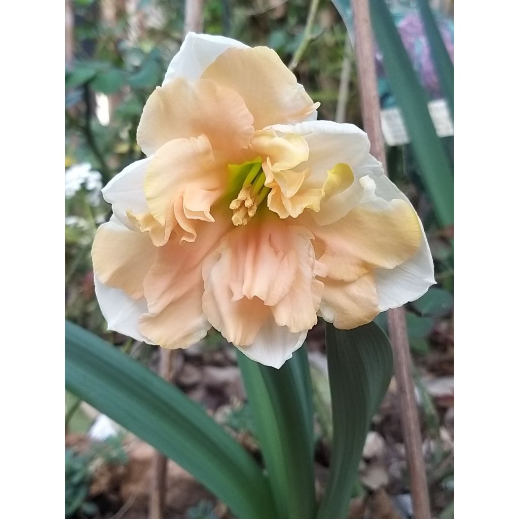 Perhosnarsissi Apricot Whirl