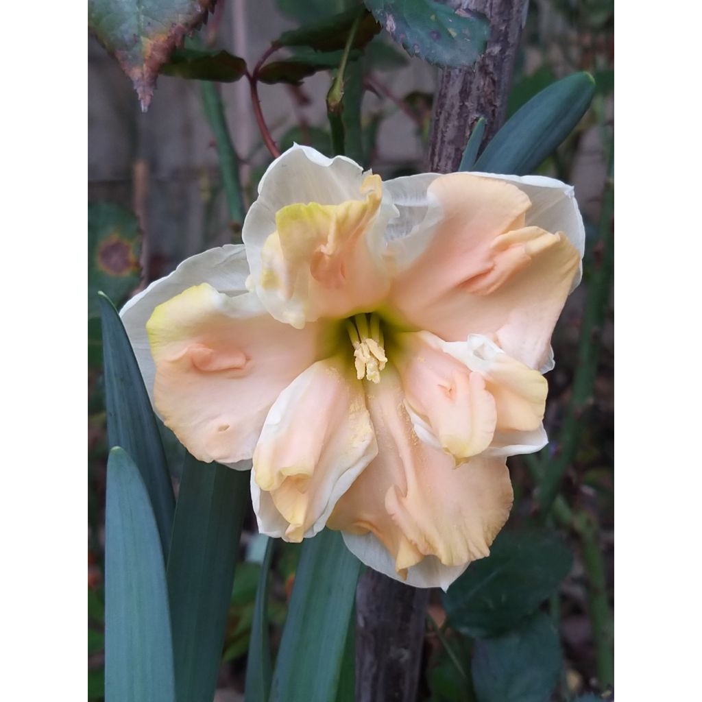 Perhosnarsissi Apricot Whirl