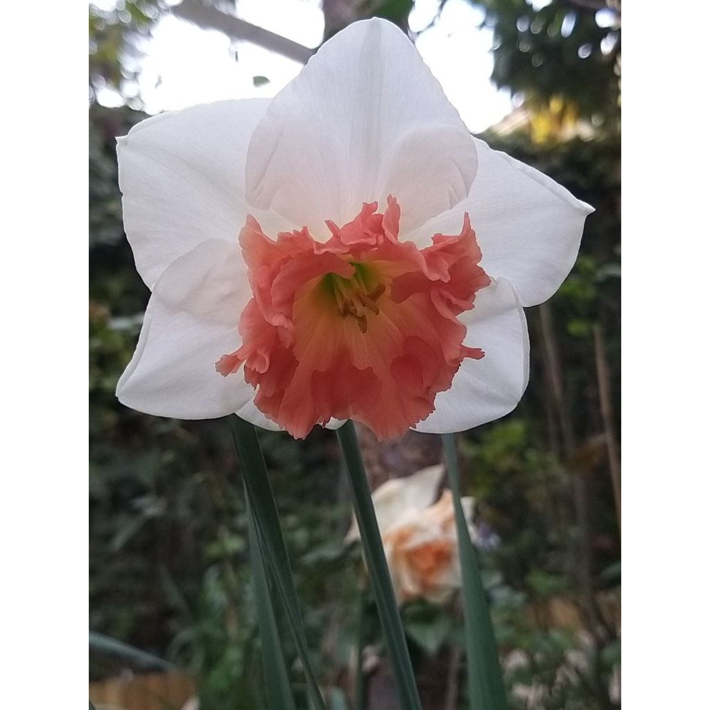 Pientorvinen narsissi Precocious
