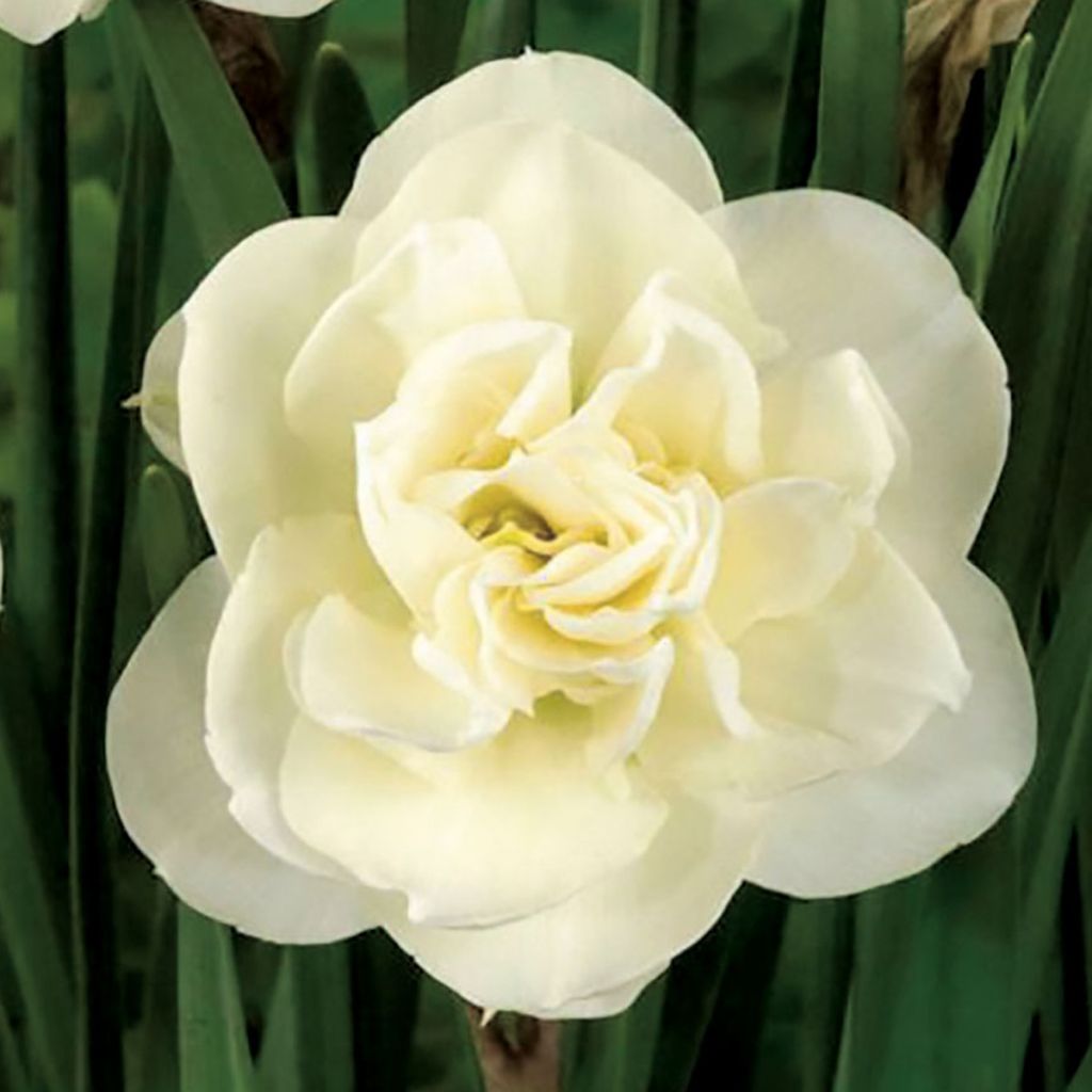Kerrottu narsissi Rose of May