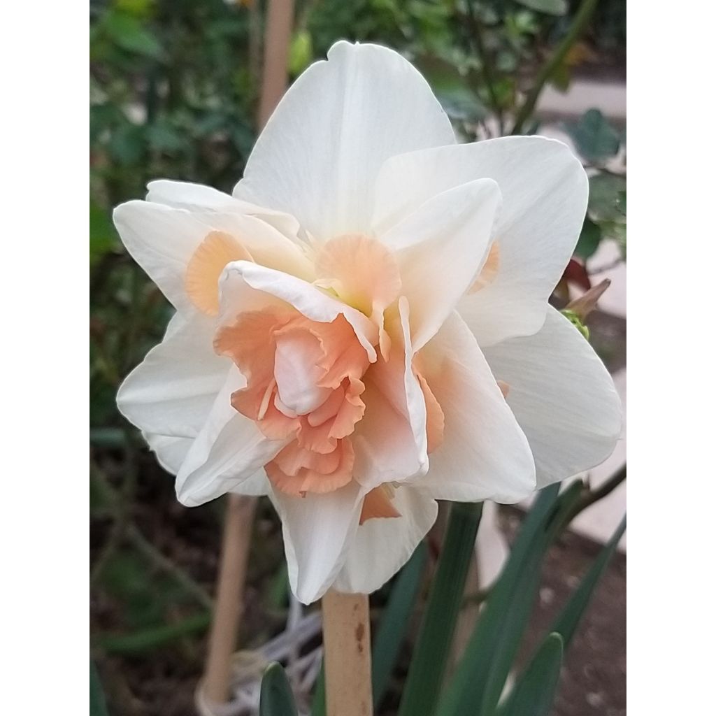 Torvinarsissi Rosy Cloud