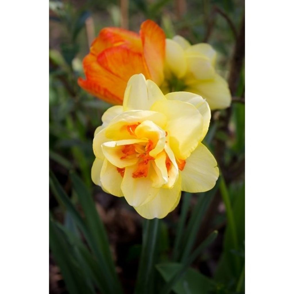 Kerrottu narsissi Tahiti