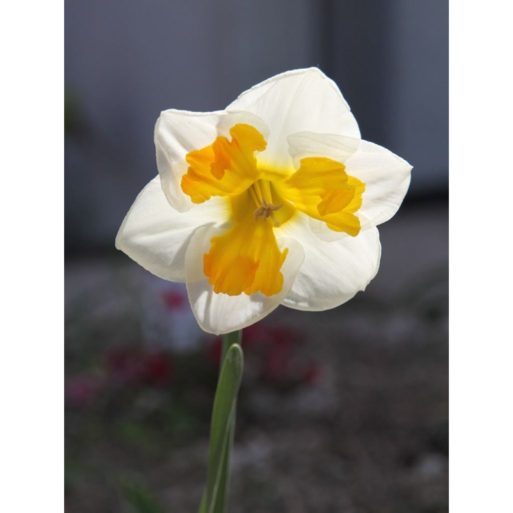 Orkideanarsissi Tricollet