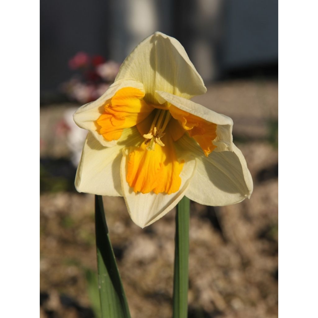 Orkideanarsissi Tricollet