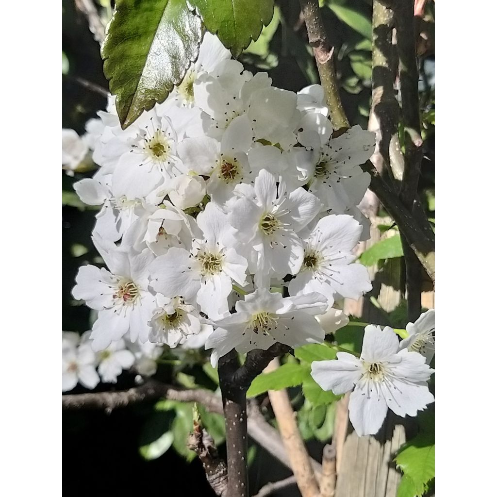 Omenapäärynä (nashi) Hosui luomu