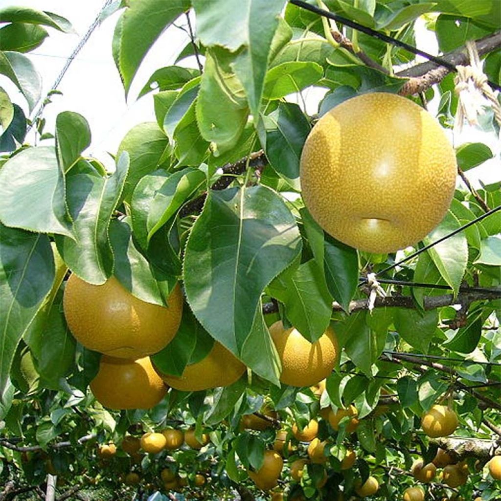 Omenapäärynä (nashi) Nijisseiki