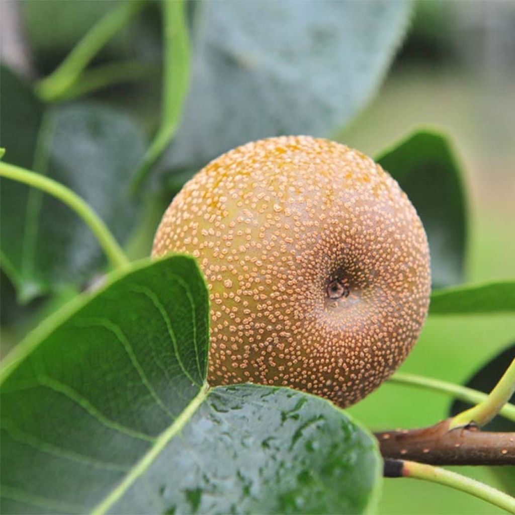Omenapäärynä (nashi) Nijisseiki