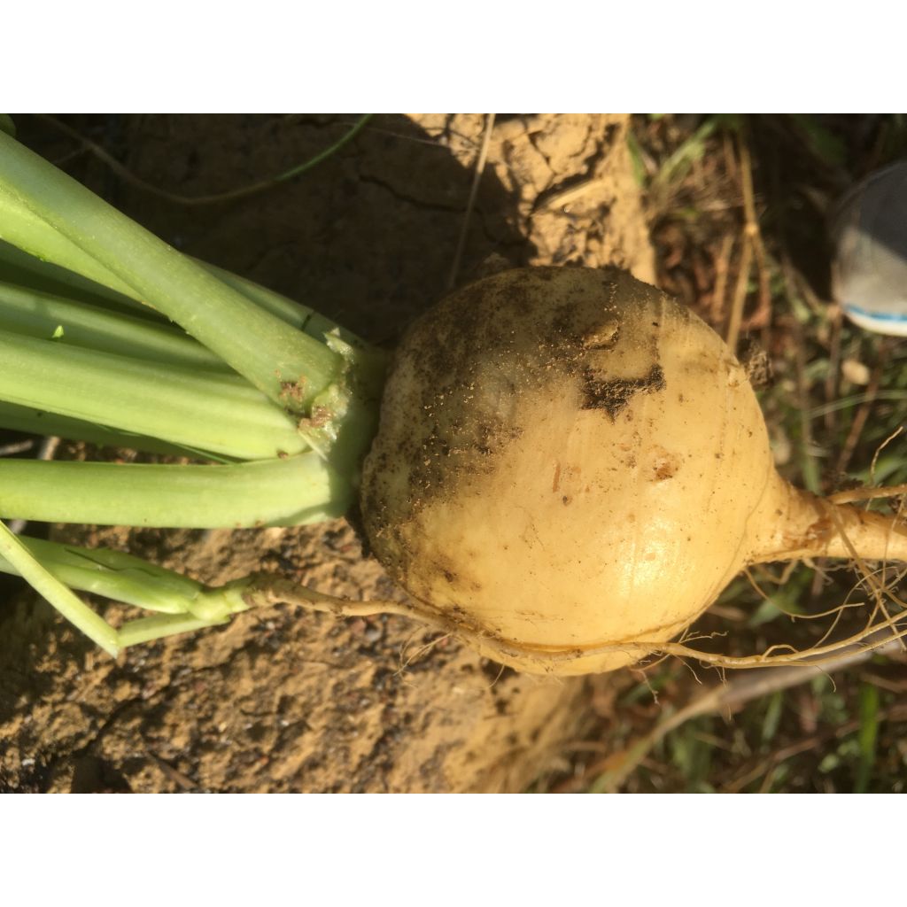 Nauris Boule D'Or - Vilmorin