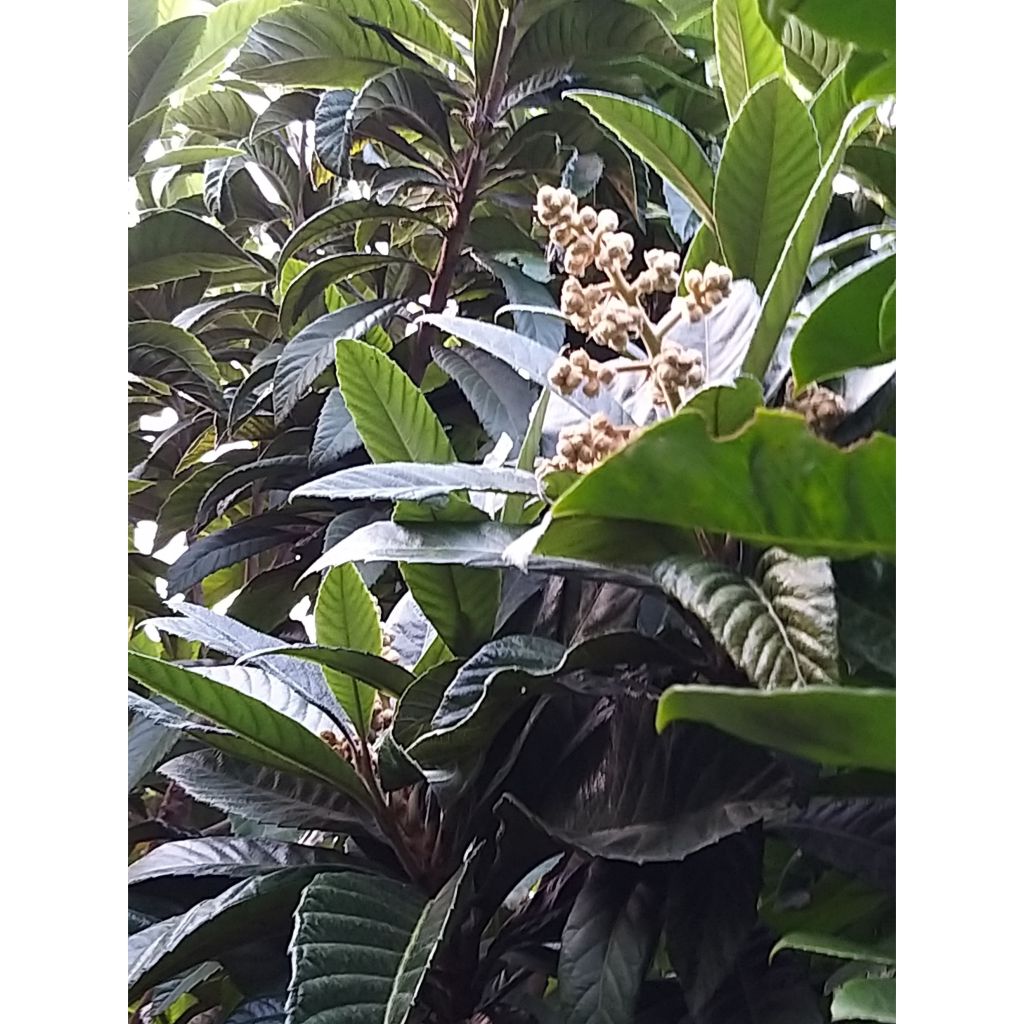 Japaninmispeli - Eriobotrya x japonica