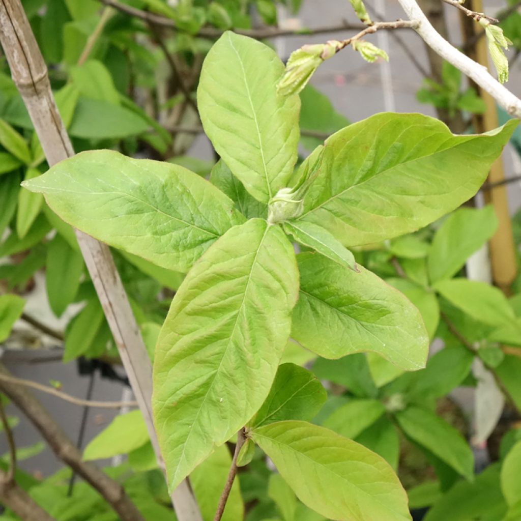 Mispeli - Mespilus germanica