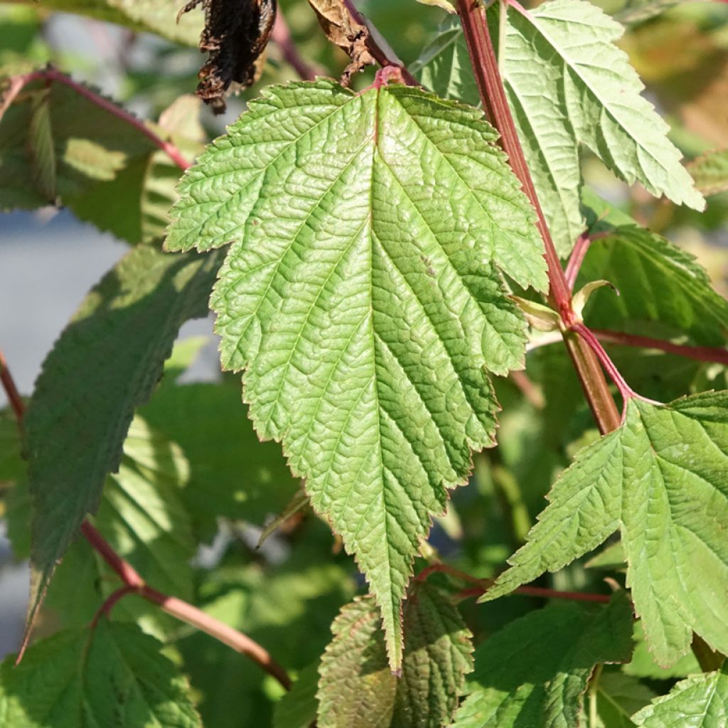 Neillia thibetica