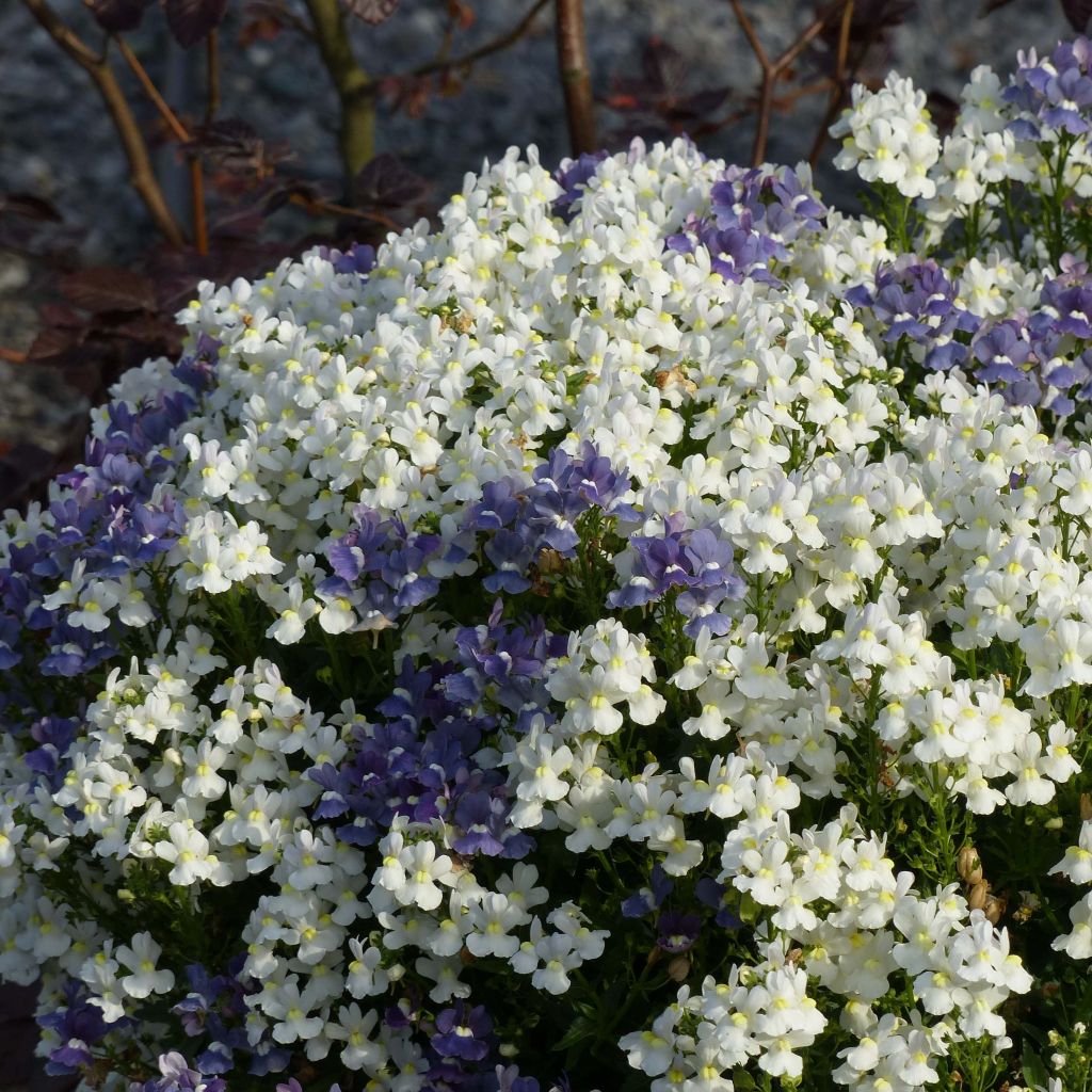 Kohtalonkukka Honey White