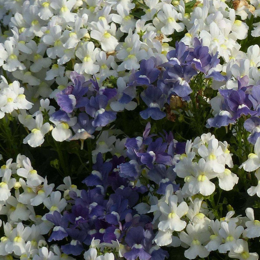 Kohtalonkukka Honey White