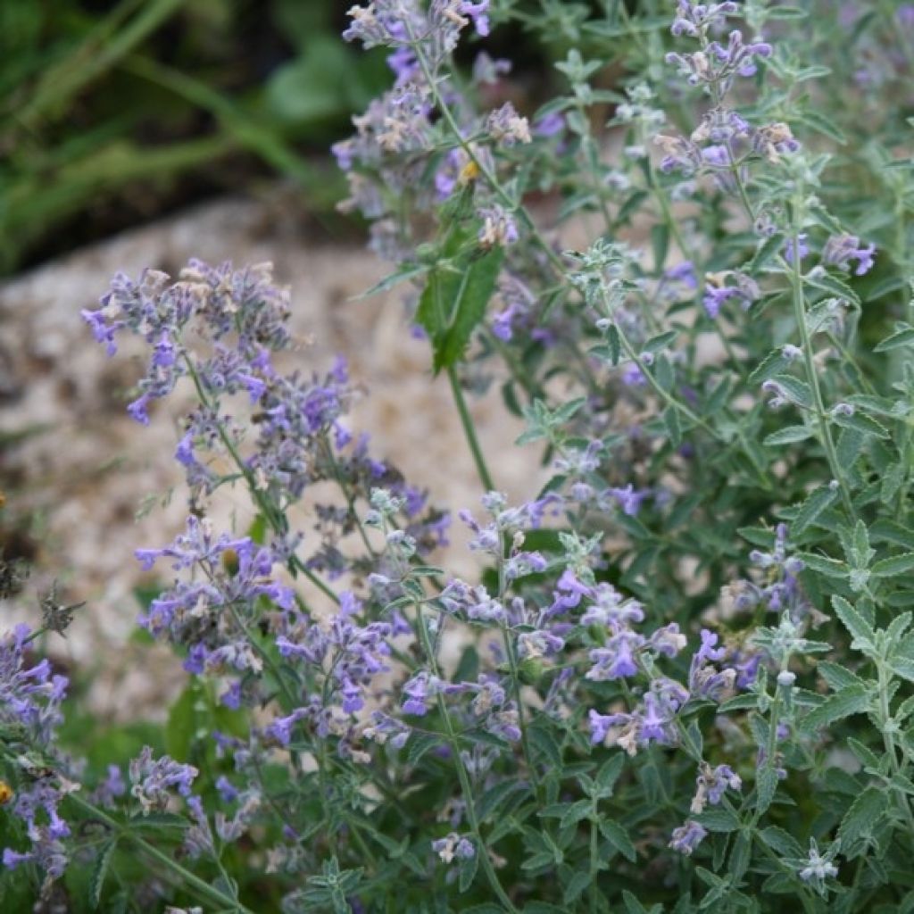 Kissanminttu - Nepeta mussini
