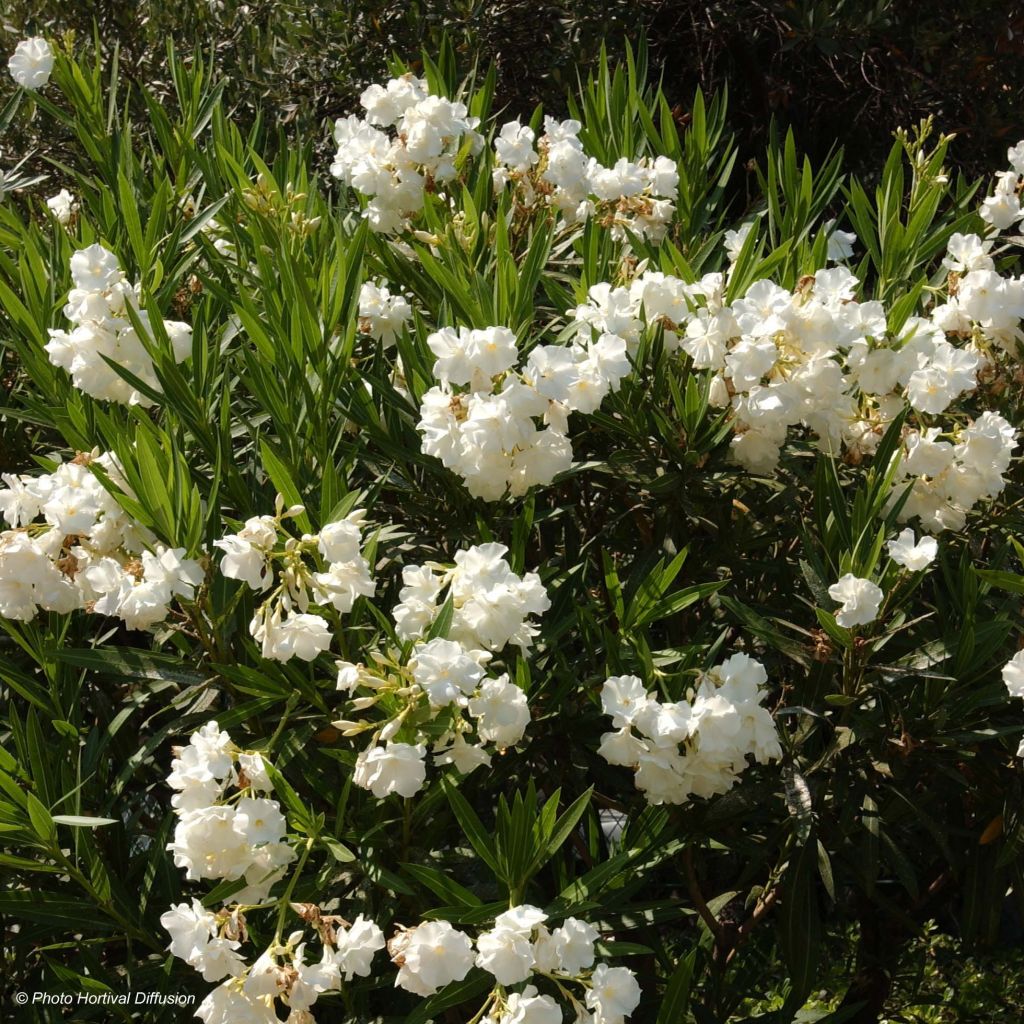 Oleanteri Blanc