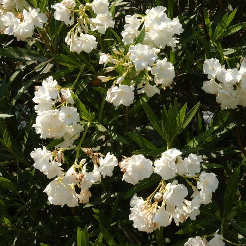 Oleanteri Blanc