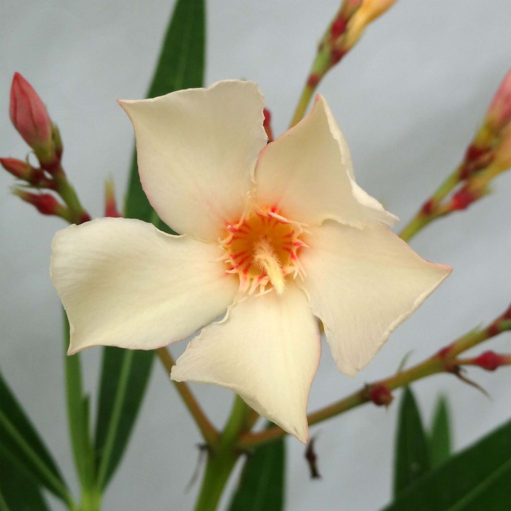 Oleanteri Jaune