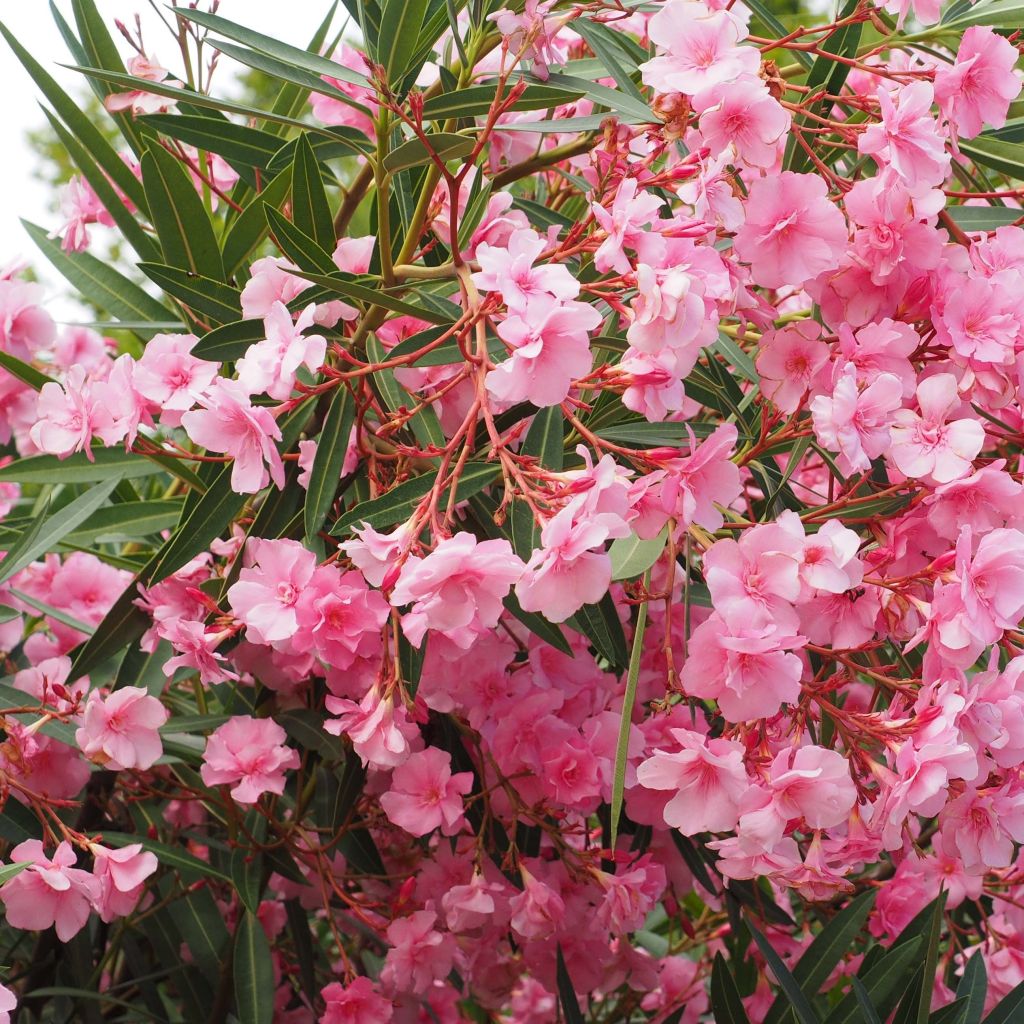 Oleanteri Roseum Plenum