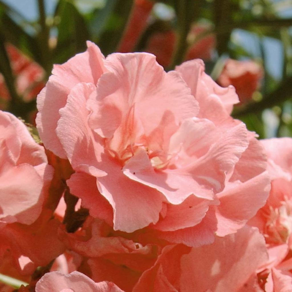 Oleanteri Rose saumon Double