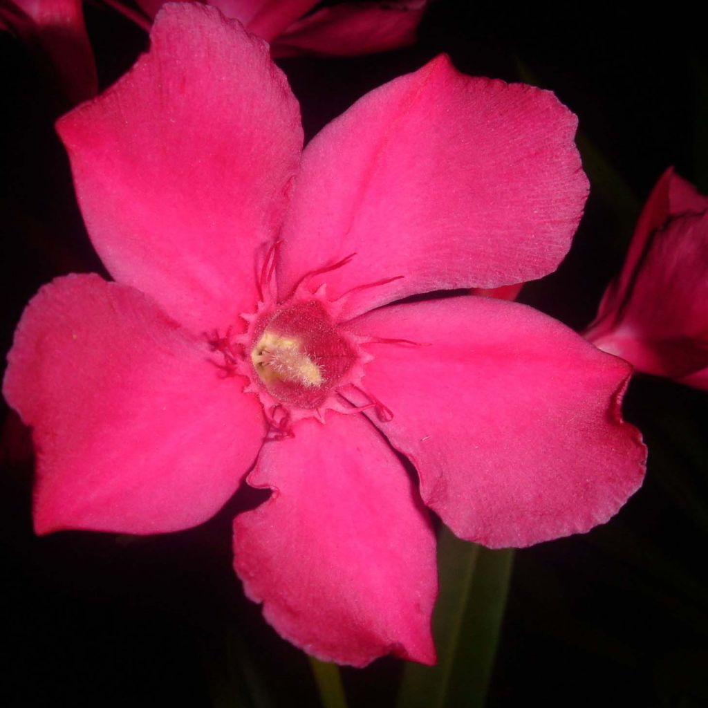 Oleanteri Rouge Simple