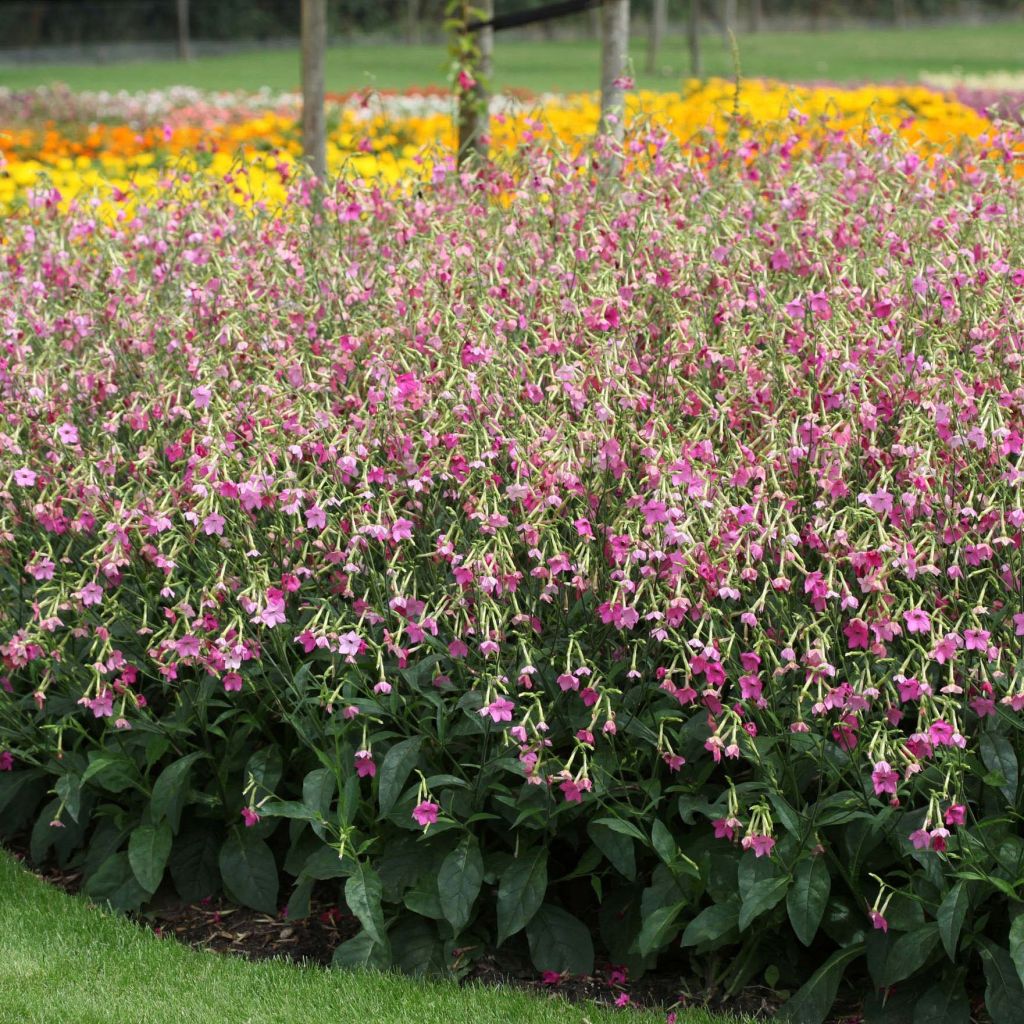 Valkotupakka Vedado Rose Pink