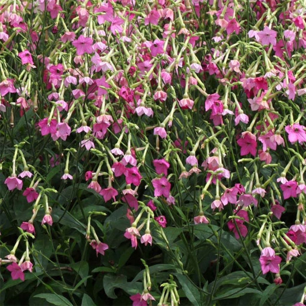 Valkotupakka Vedado Rose Pink
