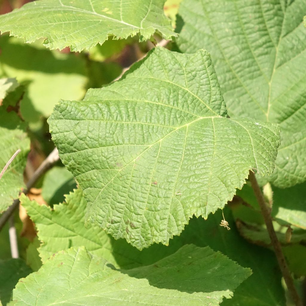 Euroopanpähkinäpensas Fertile de Coutard