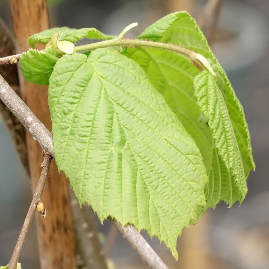 Pähkinäpensas Pendula