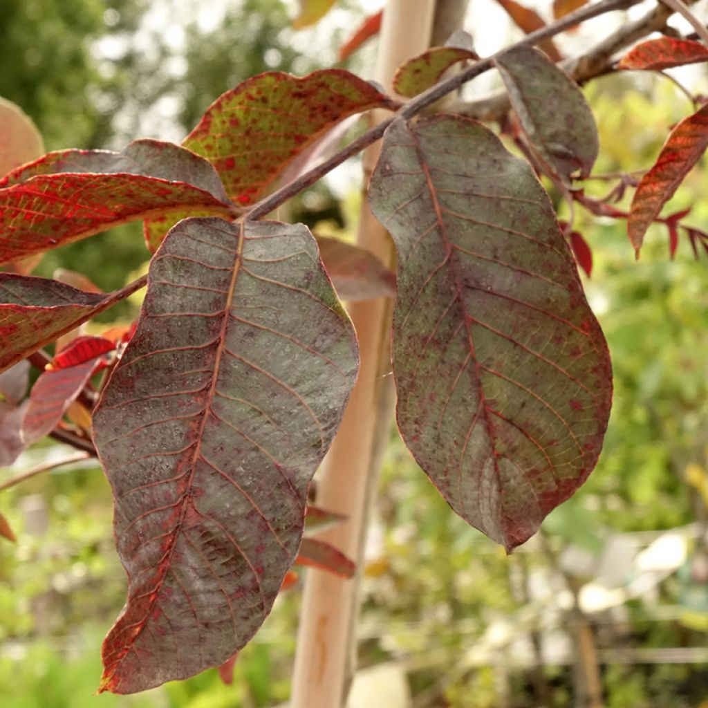 Saksanjalopähkinä Purpurea