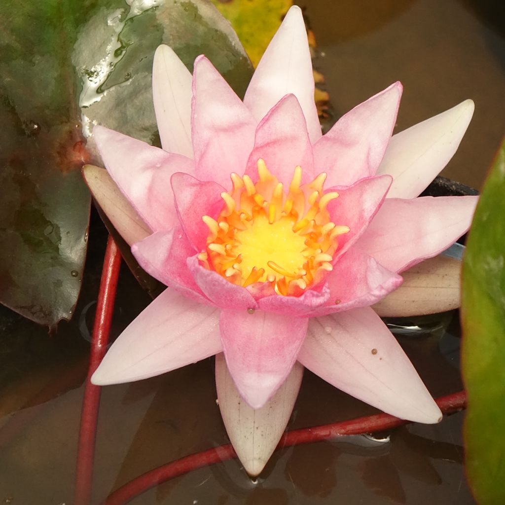 Lumme Amabilis (Pink Marvel)