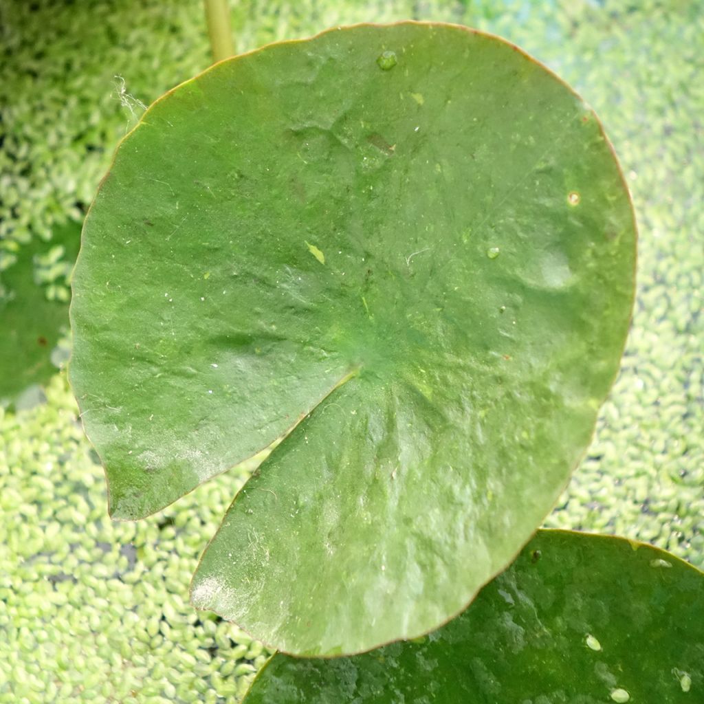 Lumme Mangkala Ubol