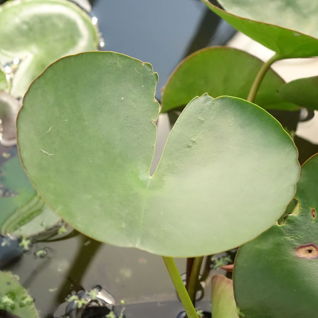 Lumme Marliacea Carnea