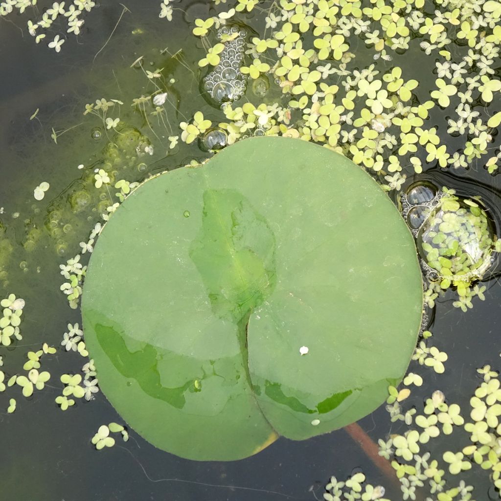 Lumme Marliacea Rubra Punctata