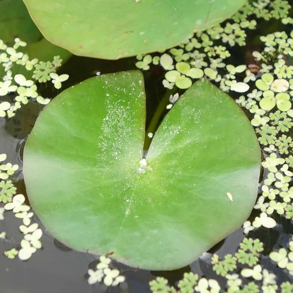 Lumme Odorata Alba