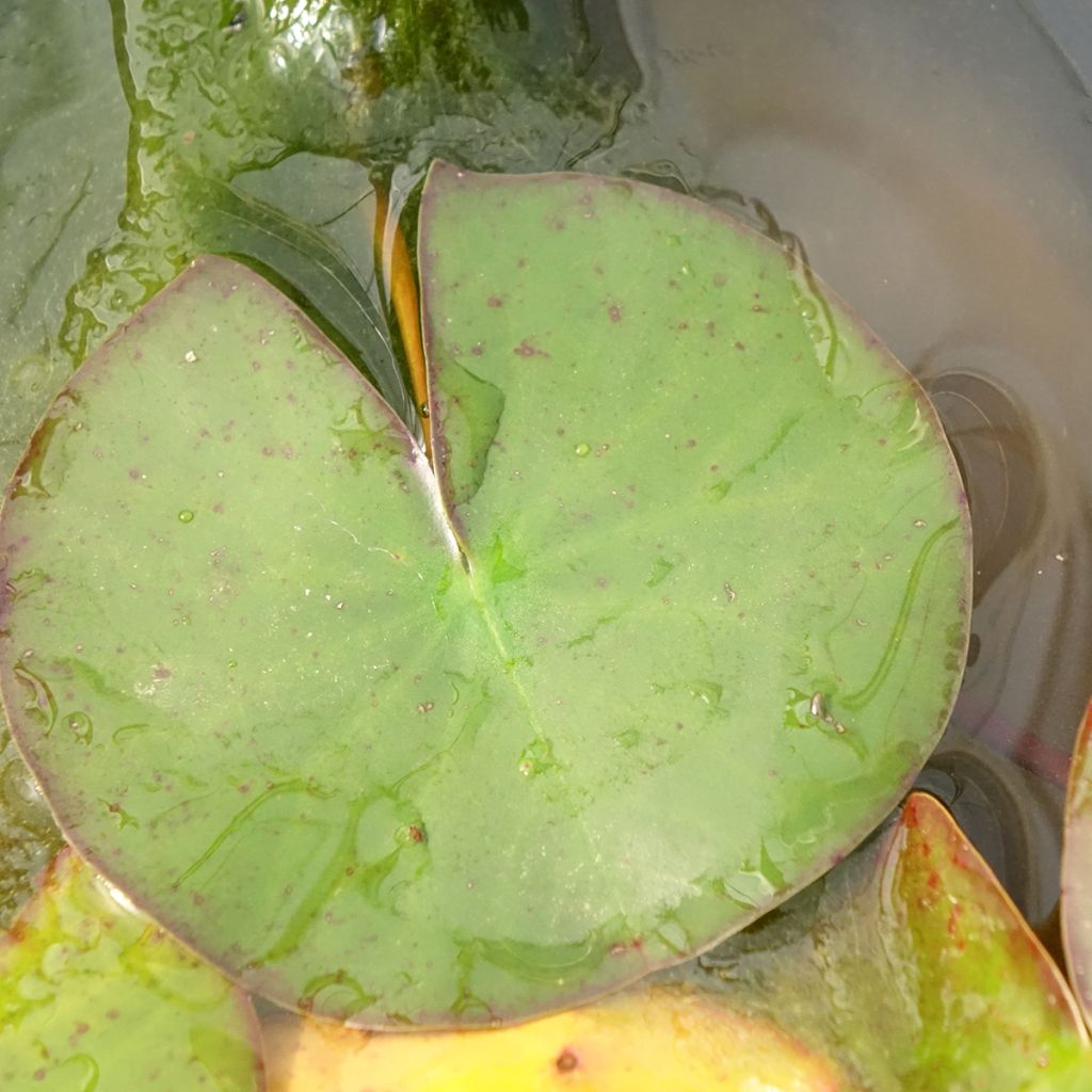 Lumme Odorata Suavissima