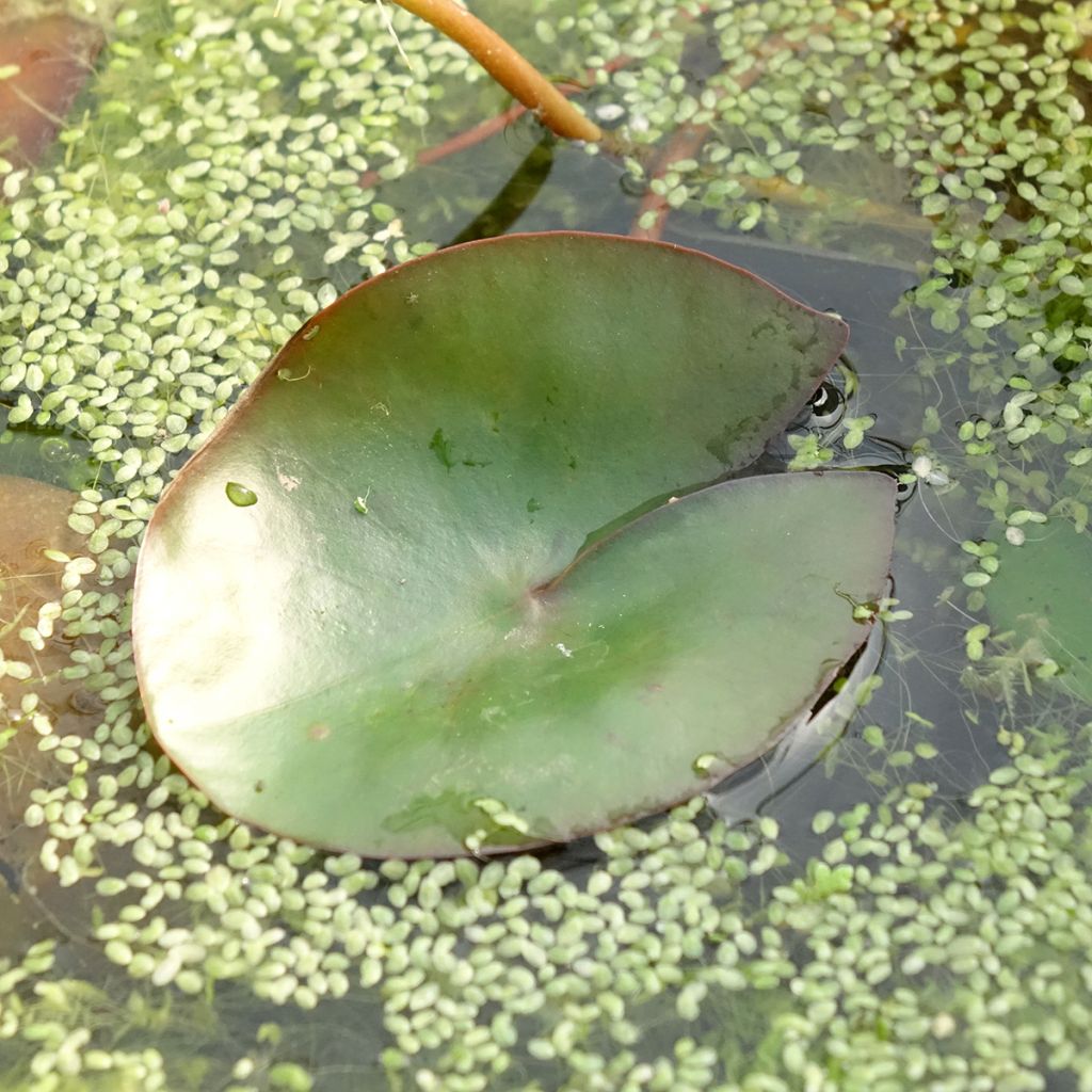 Lumme Pygmea Rubra (Red Pygmy)