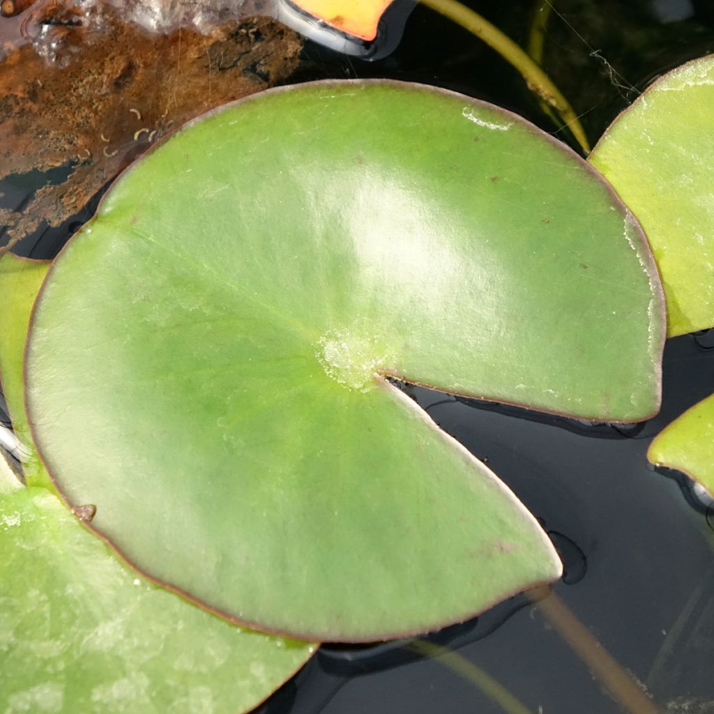 Lumme Venusta