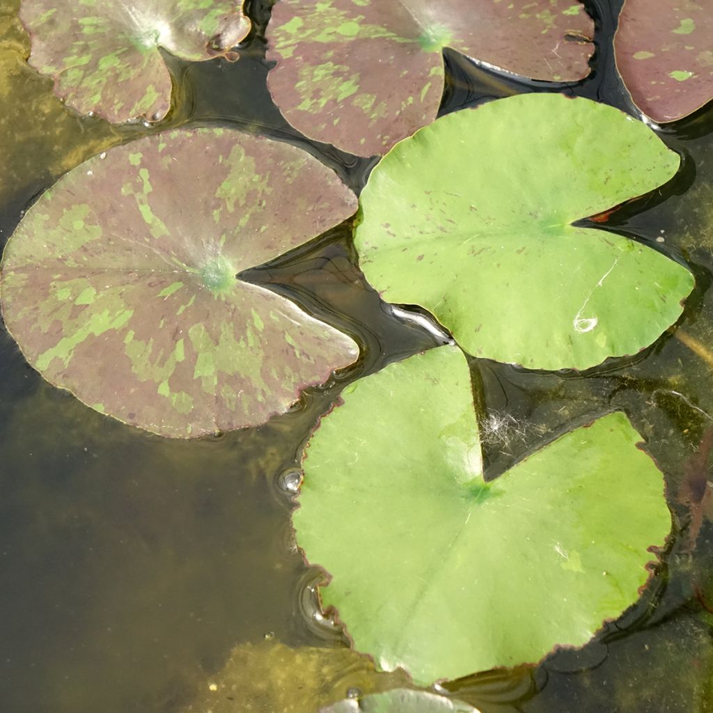 Lumme Wanvisa