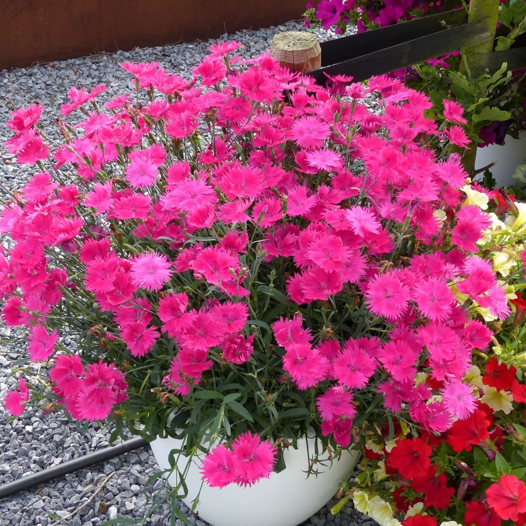 Pulskaneilikka Suntory Pink