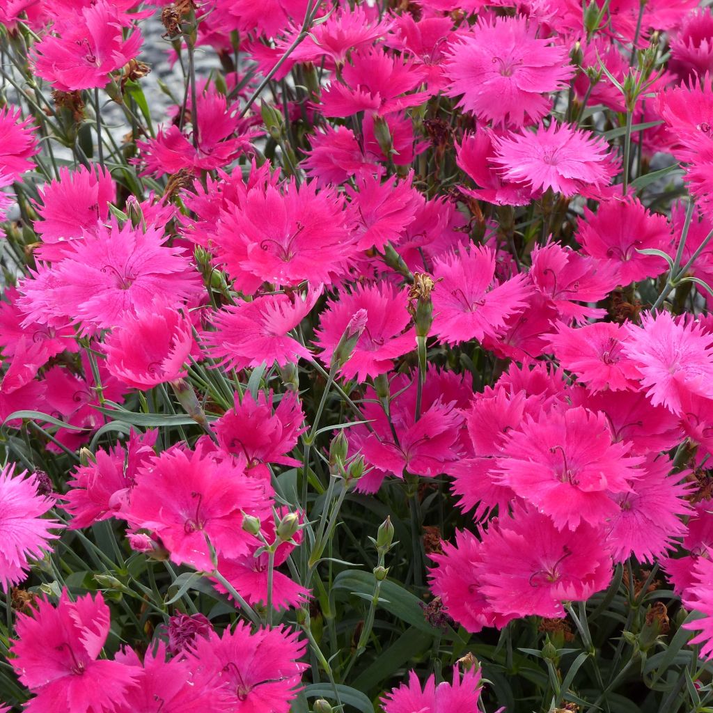 Pulskaneilikka Suntory Pink