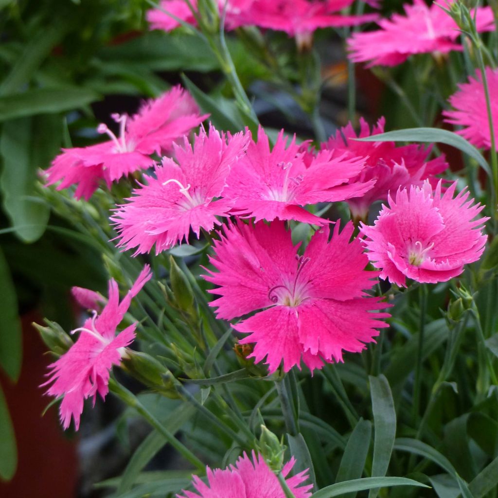Pulskaneilikka Suntory Pink