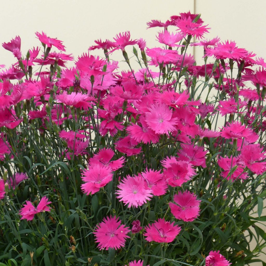 Pulskaneilikka Suntory Pink