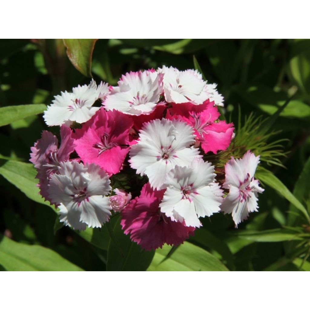 Harjaneilikka Kaleidoscope Mixed (siemenet)