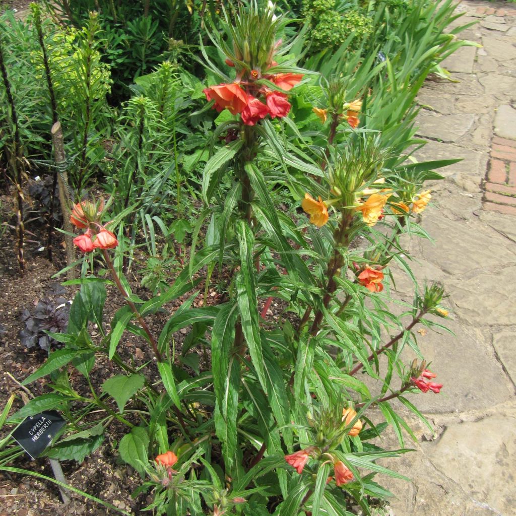 Liekkihelokki - Oenothera versicolor