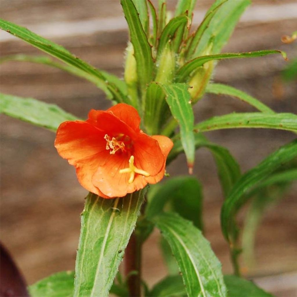 Liekkihelokki - Oenothera versicolor