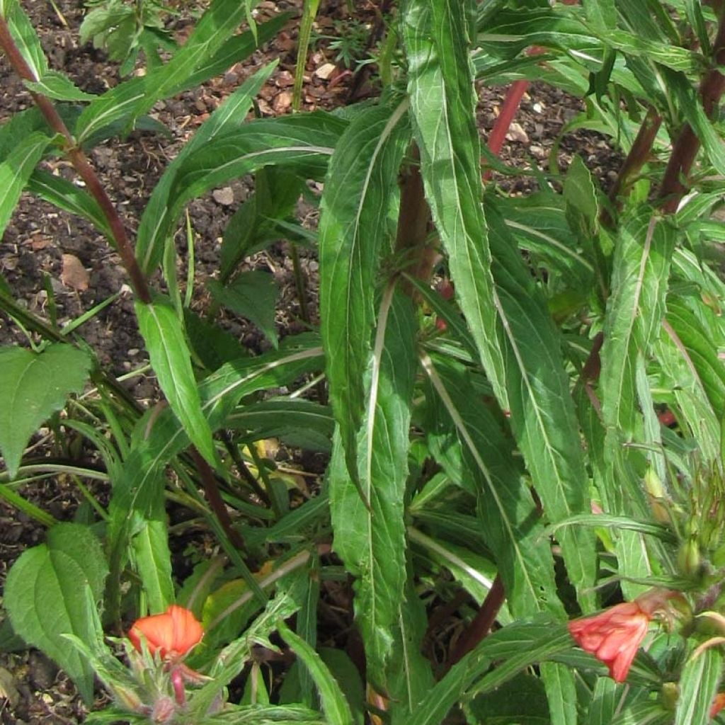 Liekkihelokki - Oenothera versicolor
