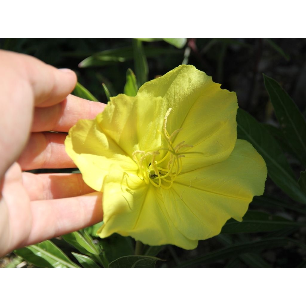 Isohelokki - Oenothera missouriensis
